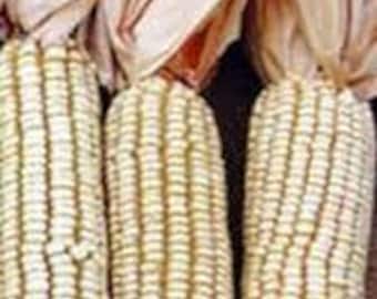 Jellicorse Twin Dent Heirloom Corn Seeds