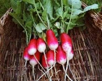 French Breakfast Radish Seeds - Seed Packet