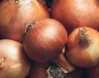 New York Early Onion Seed Packet - Organic Vegetable Seeds