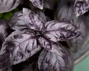 Basil Dark Purple Opal Seeds - Seed Packet