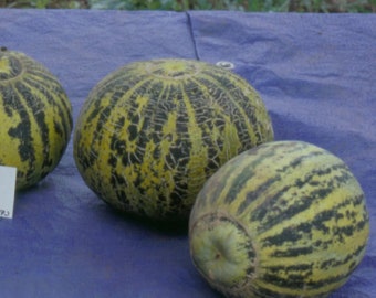 Hopi Casaba Melonensamen Packung