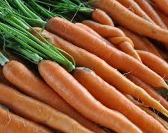 Nantes Fancy Coreless Carrot (Daucus carota) Seed Packet