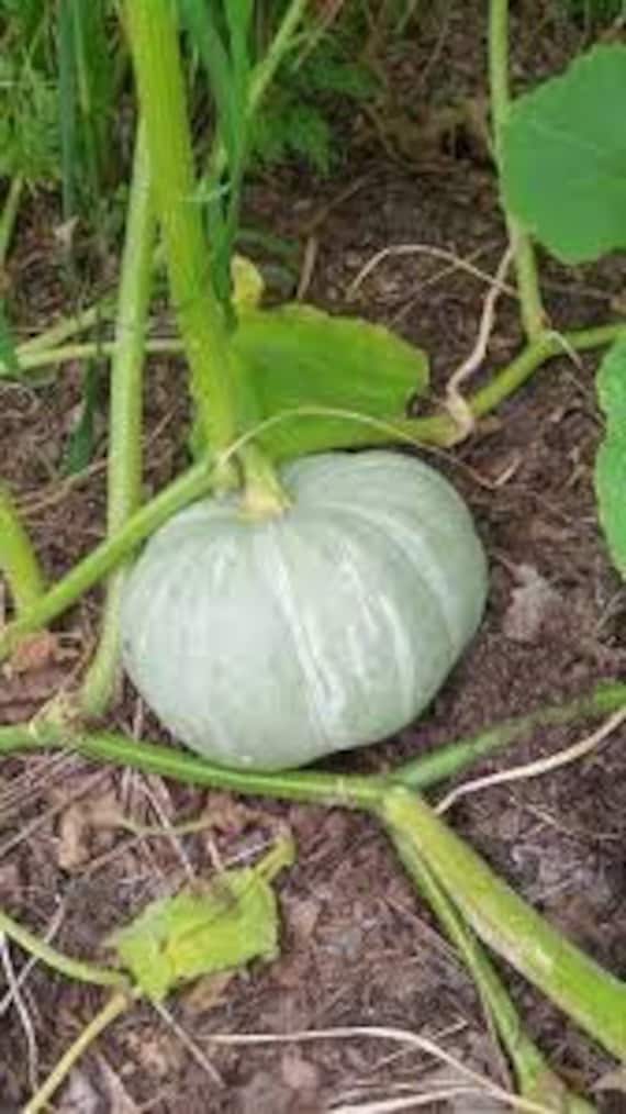 Nanticoke Squash Cucurbita Maxima Origin Delmarva Peninsula Etsy