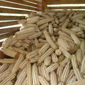 Peut inclure: Un tas de épis de maïs séchés, avec leurs feuilles encore attachées, remplit le cadre. Les épis sont de couleur jaune pâle et les feuilles sont de couleur beige clair. Le maïs est stocké dans une structure en bois.
