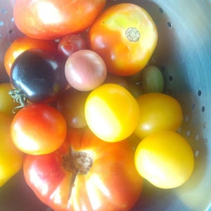 Rainbow Cherry Tomato Mix  Heirloom Seed Packet