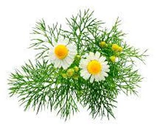 Chamomile, German (Matricaria recutita) seeds - Herb Seed Packet