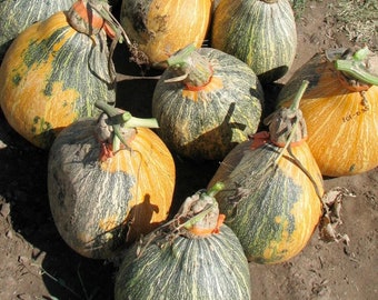 Apache Giant Squash Seed Packet