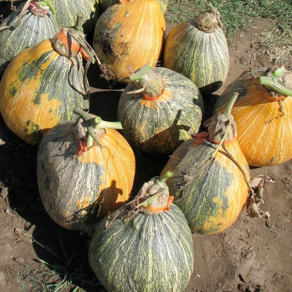 Apache Giant Squash Seed Packet