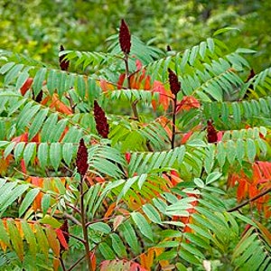 Puede incluir: Un primer plano de un árbol de zumaque con bayas rojas y hojas verdes. Las hojas comienzan a volverse naranja y rojo.