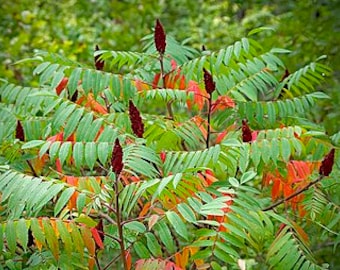 Peut inclure: Un gros plan d'un arbre à sumac avec des baies rouges et des feuilles vertes. Les feuilles commencent à virer à l'orange et au rouge.