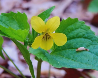 10 Yellow Downy Violet - Viola Pubescens Seeds - Seed Packet - Excellent Naturalizer & Native Species Ground Cover
