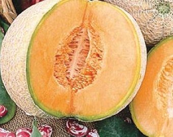 Edisto 47 Muskmelon - Cantaloupe Melon Seed Packet