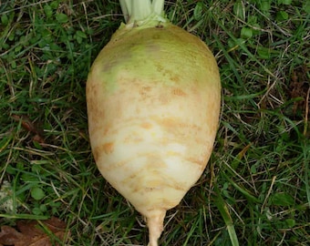 Nadmorska Rutabaga Seed Packet - Seeds Organic Vegetable
