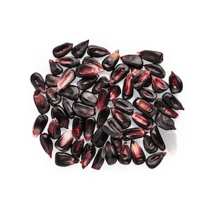 Purple Cónico (Cónico Morado) Heirloom Mexican Corn Seeds