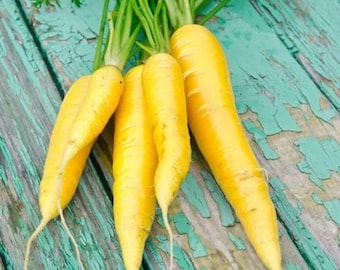 Amarillo Carrot Seeds - Seed Packet