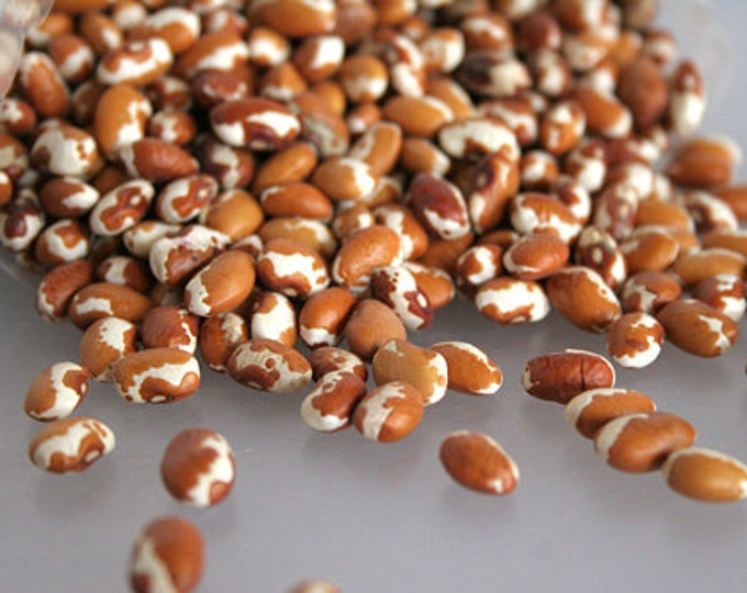 Four Corners Gold Bean AKA Zuni Gold Heirloom Seed Packet Etsy