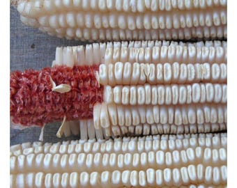 Tennessee Red Cob Dent Corn Seeds - Seed Packet & Bulk