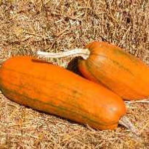 Pode incluir: Duas abóboras oblongas laranja com listras verdes e caules claros repousam sobre uma cama de feno seco. As abóboras estão em primeiro plano, com o feno proporcionando um fundo texturizado e neutro.