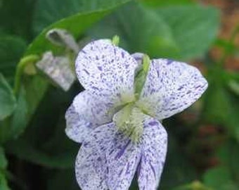 【超美品】リバップSTL26.5cm ホワイトパープル Mini Trailing African Violet Jersey Girl Trail in Full Bloom 4/6