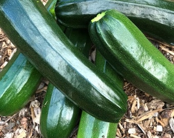 Zucchini Black Beauty - Erbstück Sommer Kürbis Samen