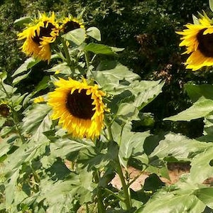 Peut inclure: Un champ de tournesols en fleurs. Les tournesols sont grands et ont des pétales jaune vif avec des centres brun foncé. Les tournesols poussent dans un champ de feuilles vertes.