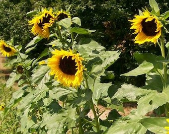 Hopi Dye Sunflower Seed Packet