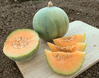 Minnesota Midget Melonensamen Paket