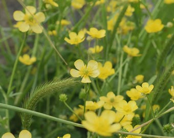 Hairy Buttercup Rhizomes - Rootstock - Excellent Naturalizer Spreading Ground Cover PRE-SALE FALL Shipping