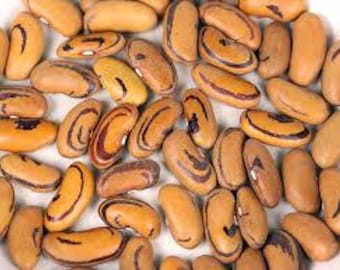 Tiger's Eye Bush Dried Bean (85 Days) Seeds -  Tiger Eye Beans Seed Packet