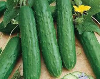 Spacemaster Cucumber Seeds - Seed Packet