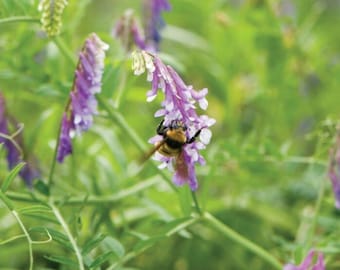 Hairy Vetch Organic Cover Crop Seeds - Seed Packet