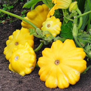 Gyllene Monacan Bush Scallop Squash (Curcurbita pepo)