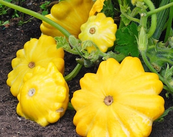 Golden Monacan Bush Scallop Squash (Curcurbita pepo)