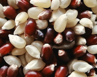Tanchi Bokanli Choctaw Pop Corn Seed Packet - Rare Seeds Popcorn