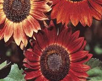 Sunflower, Evening Sun Seeds - Seed Packet