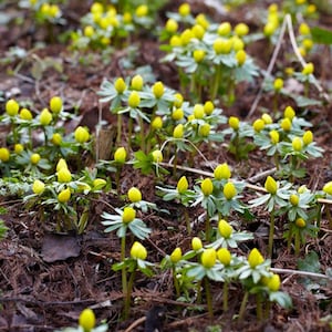 10 zimowych cebul jaskrowych z kłączami - podkładka kwiatowa jaskra - doskonała roślina okrywowa naturalizator PRZEDSPRZEDAŻ WYSYŁKA JESIENNA