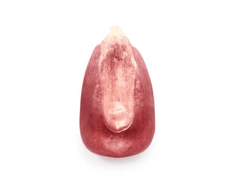 Xocoyul Rosado - Pink Heirloom Corn Seeds