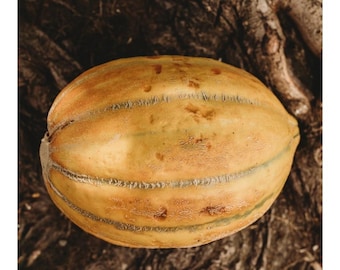Bidwell Casaba Melonensamen Paket