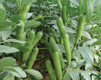 Beans-Fava-Broad Windsor - Fava Bean Seeds - Seed Packet