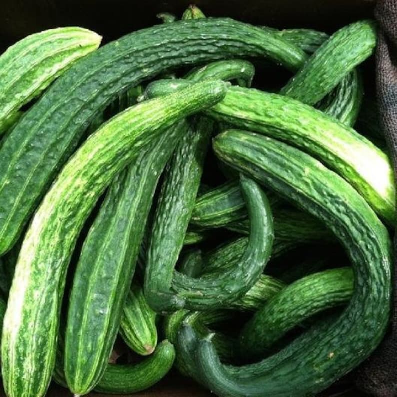 Virginia Free Farm Suyo Long Cucumber Seeds