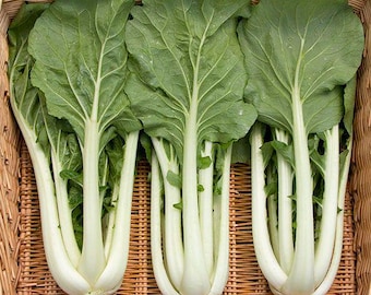 Bok Choi, 'Prize Choi' Seed Packet - Asian Vegetable Seeds