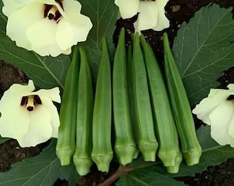 Jade Okra Heirloom Seed Packet - Vegetable Seeds