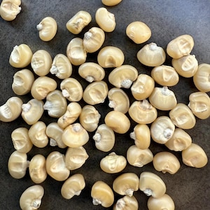Op de afbeelding: Een verzameling verspreide gedroogde witte maïskorrels, elk met een gladde, ronde vorm en een kleine, getextureerde witte punt aan de basis. De korrels zijn ondoorzichtig en gebroken wit van kleur, met natuurlijke variaties in vorm en grootte.