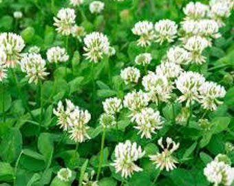 White Dutch Clover Seeds - Seed Packet