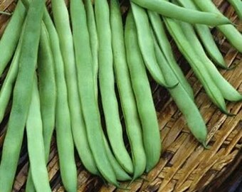 Bean Seeds, McCaslan 42 Pole Beans - Seed Packet