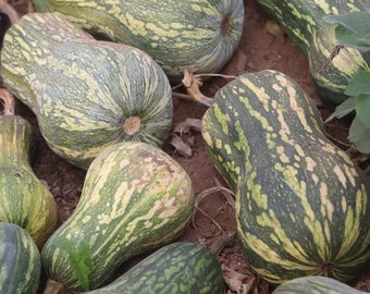 Rare Guatemalan Green Flesh Ayote Squash Seeds