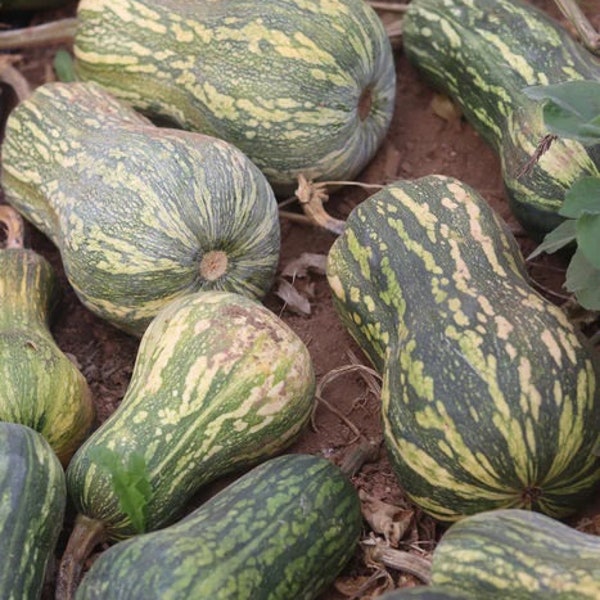 Graines rares de courge ayote à chair verte du Guatemala