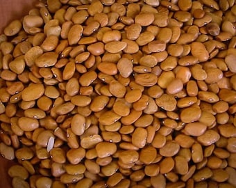 Brown Tepary Beans - S-OAM BAVI Heirloom Seed Packet