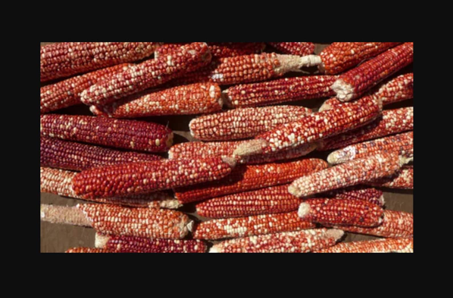 Supai Red Parch Corn Native American Heirloom Corn Seeds - Etsy