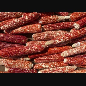 May include: A close-up of a pile of red and white corn cobs. The cobs are dry and have a rough texture.